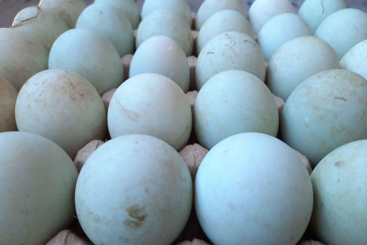 Kacze jajka często występują w niebieskim kolorze