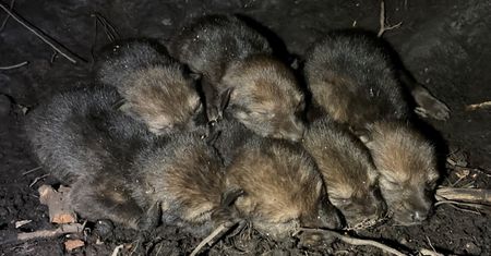 Cudowne wieści! Urodziły się szczeniaki gatunku wymarłego na wolności
