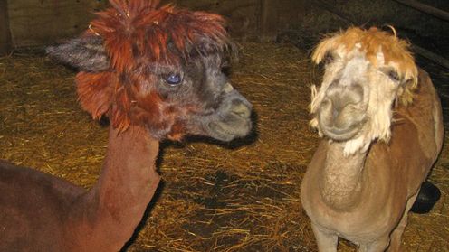 W prawie każdej grze denerwuje mnie... 1