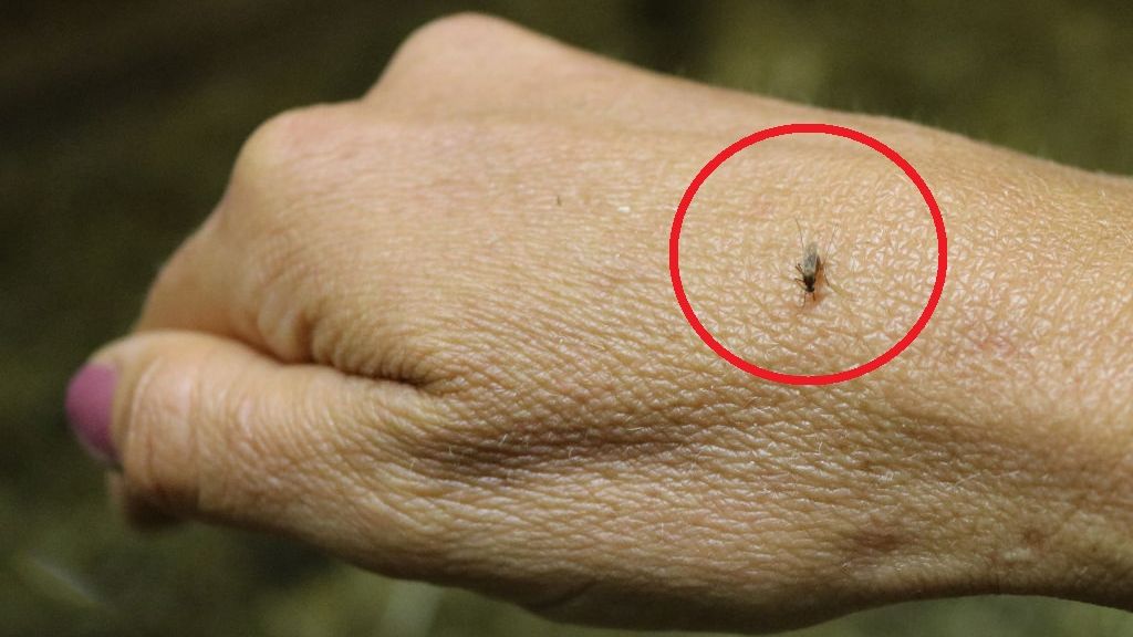 Pojawia się po ukąszeniu przez meszki. Może dojść nawet do wstrząsu anafilaktycznego