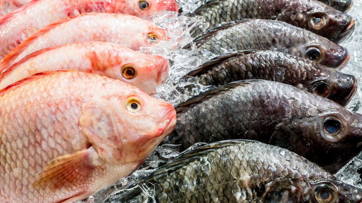 123rf.com Warto wzbogacić dietę o chude ryby 