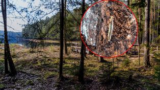Pokazali zdjęcia z parku narodowego. "Spektakularne odkrycie"