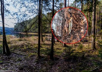 Pokazali zdjęcia z parku narodowego. "Spektakularne odkrycie"