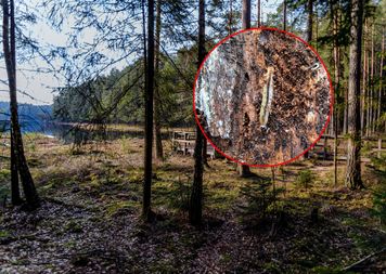 Pokazali zdjęcia z parku narodowego. "Spektakularne odkrycie"