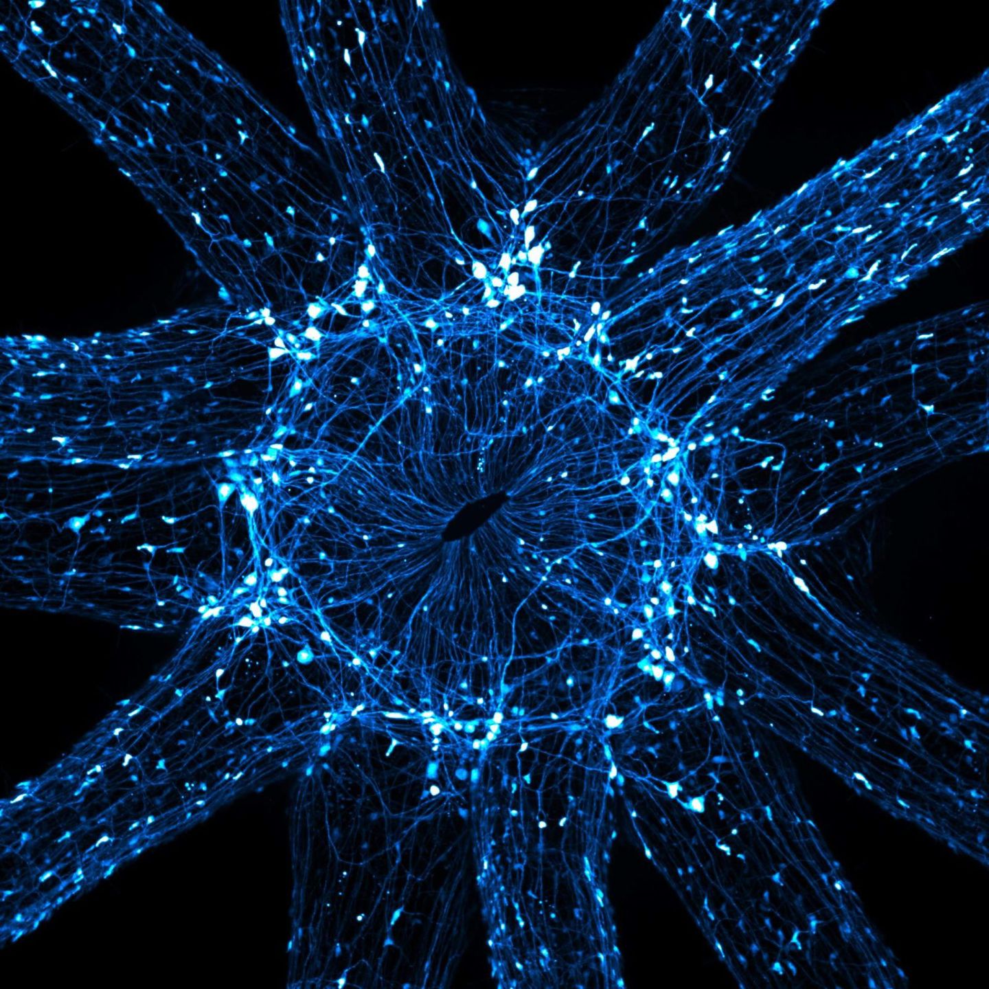 Małe jest piękne. Oto zwycięskie zdjęcia konkursu Nikon Small World 2021 16