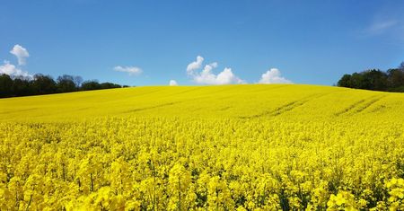 Robisz zdjęcia w rzepaku? Po słowach tej rolniczki już tam nie wrócisz