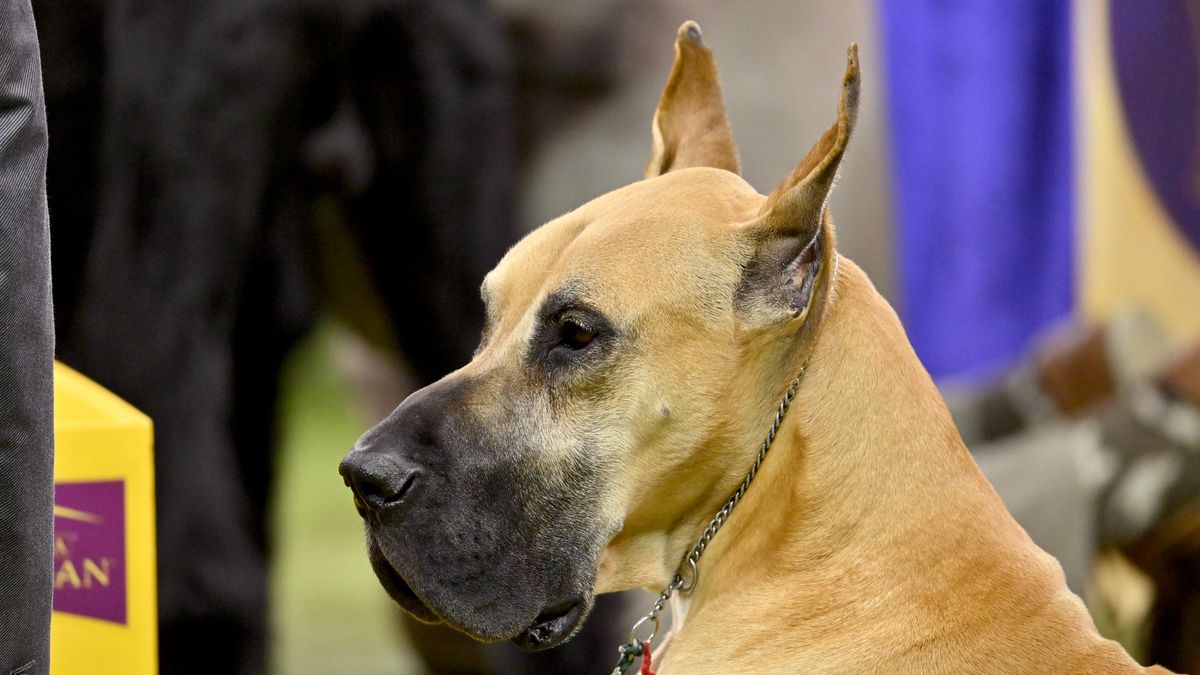 NEW YORK, NEW YORK - FEBRUARY 03: Lexus, the Great Dane, competes during the 150th Westminster Kennel Club Dog Show – Junior Showmanship, Group Judging (Sporting, Working, Terrier) + Best In Show at Madison Square Garden on February 03, 2026 in New York City.  (Photo by Roy Rochlin/Getty Images for Westminster Kennel Club)