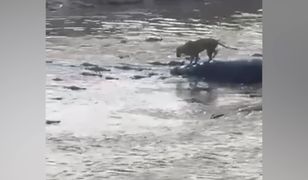 Lew kontra stado krokodyli. Niezwykły finał spotkania w Kenii