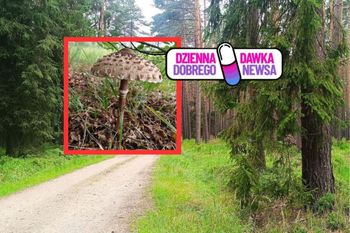 "Pierwszy!" Leśnik się pochwalił. Naprawdę urosła już w czerwcu