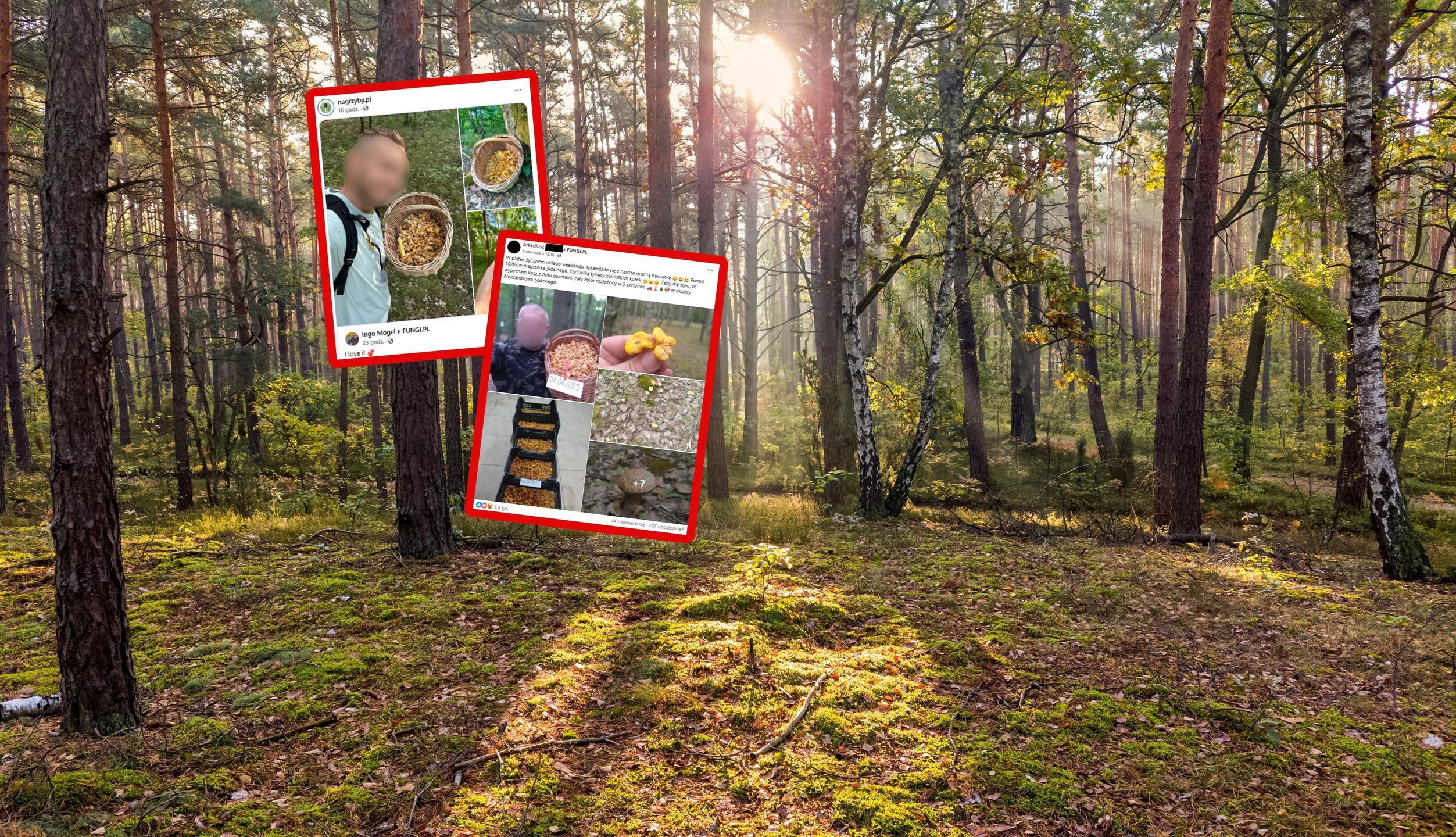 Polski grzybiarz przebił niemieckiego w zbieraniu kurek.