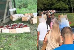 Nagranie hitem sieci. Gigantyczna kolejka po truskawki