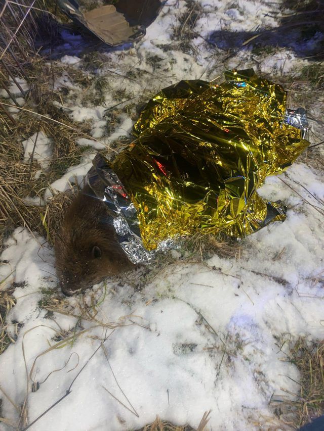 Policjanci pomogli rannemu bobrowi (zdjęcia)