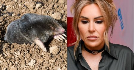 Zastawiła pułapkę na kreta. Adwokat mówi, co jej za to grozi