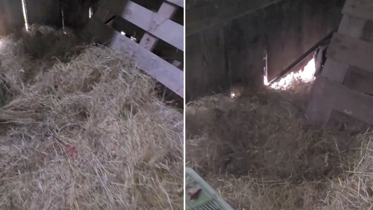 Nagranie ze stodoły.