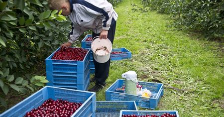 Są królami sadów. Zarabiają pensję minimalną w dwa tygodnie