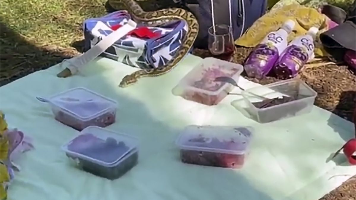Na pikniku pojawił się niespodziewany gość w postaci 2-metrowego pytona