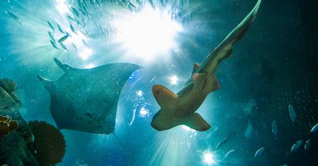Najnowsze badania oceanów. Katastrofa coraz bliżej