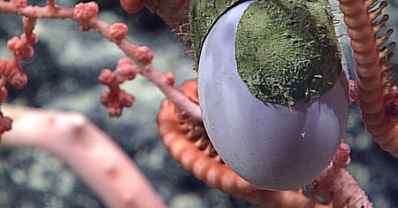 Fioletowe jajo na dnie oceanu. Zdumiewające odkrycie