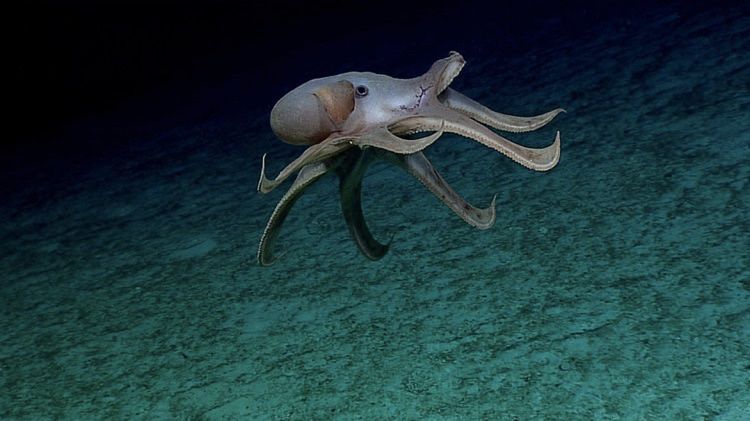 Grimpoteuthis