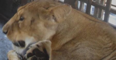 Koszmar w zoo w Nigerii. Nie żyje lew i jego opiekun