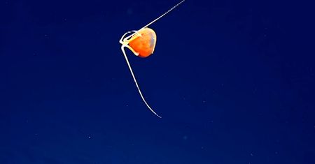 Tajemnicze odkrycie na dnie oceanu. "O mój Boże, co to jest"
