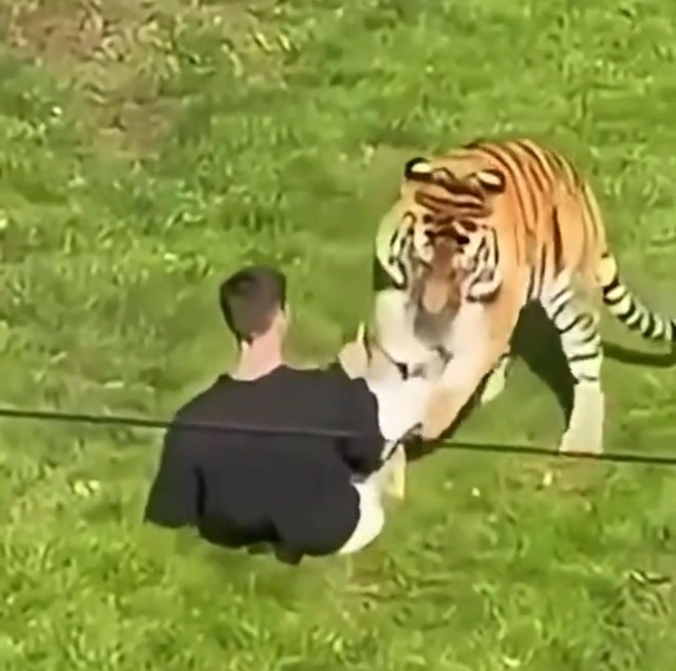 Tragedia w brytyjskim zoo