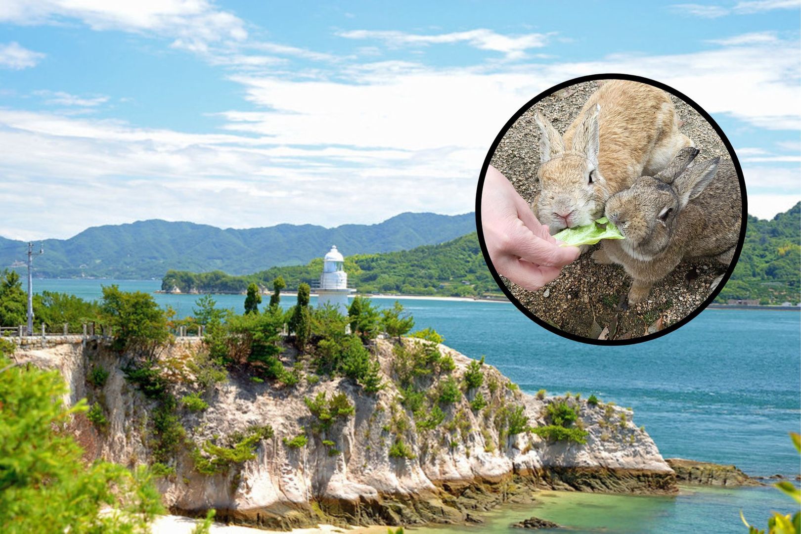 Ōkunoshima. Tajemnicza wyspa królików z mroczną przeszłością