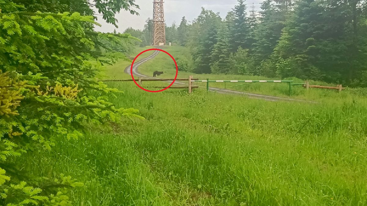 Turyści spotkali niedźwiedzia.