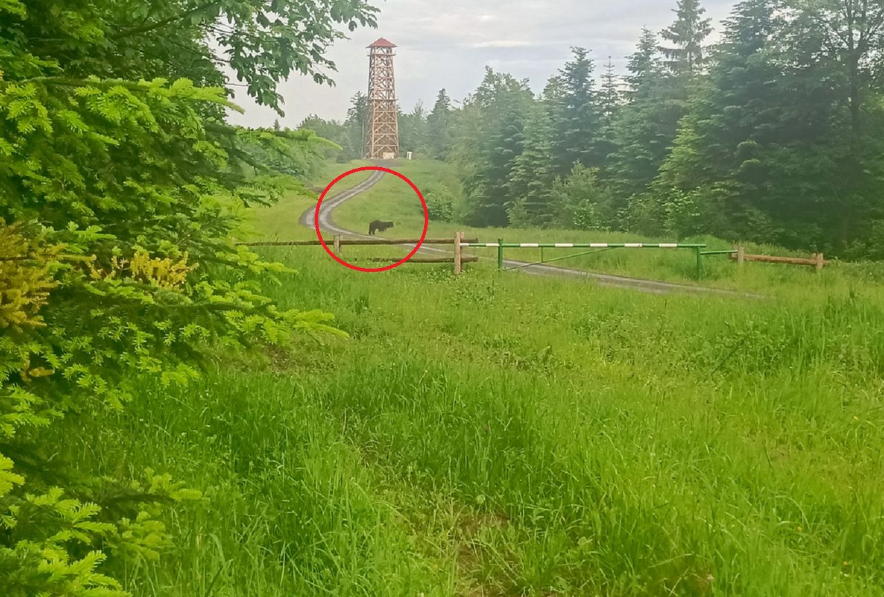 Byli w Bieszczadach pierwszy raz. Niedźwiedź stanął im na drodze