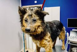 Jeżów Sudecki. Zwyrodnialcy wyrzucili psa z auta. Zwierzę walczy o życie