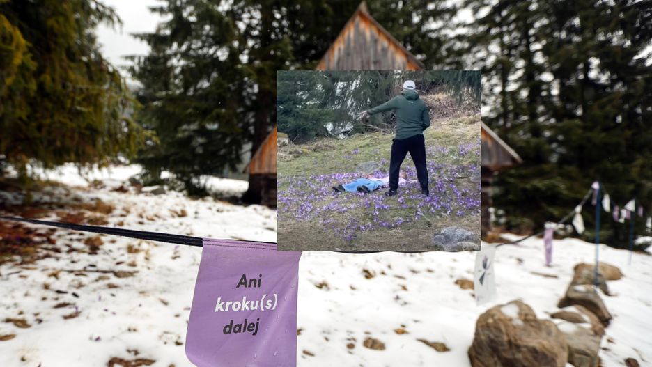 Ludzie niszczą krokusy dla dobrego ujęcia