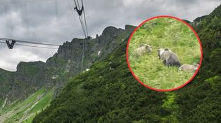 Niedźwiedzie coraz aktywniejsze w Tatrach. Jednego z nich nagrano na szlaku w Dolinie Kościeliskiej