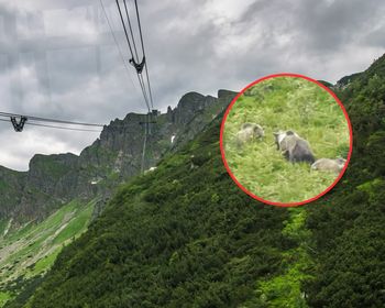 Niedźwiedzie coraz aktywniejsze w Tatrach. Jednego z nich nagrano na szlaku w Dolinie Kościeliskiej