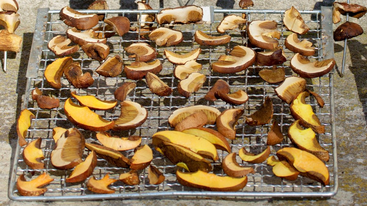 Jak suszyć grzyby? Szybko!