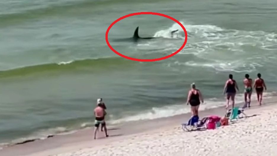 USA. Rekin młot polował przy plaży. Nagranie mrozi krew w żyłach