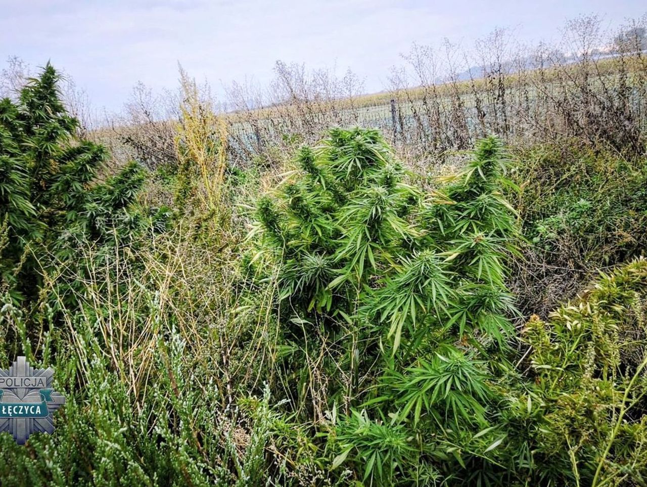 Łęczyca: Za domem urządził plantację konopi. Największe krzewy sięgały wysokości dwóch metrów