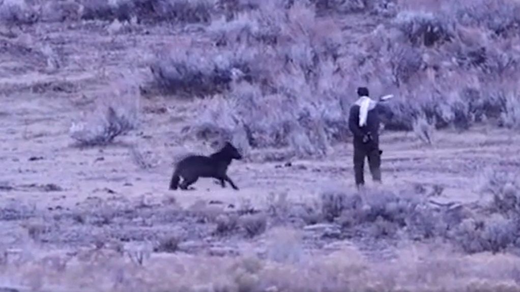 Nagranie z Yellowstone. Mężczyzna podszedł do wilków