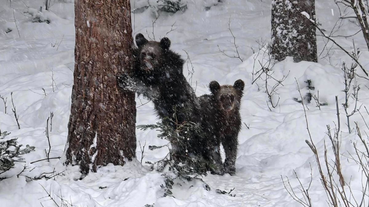 Leśnicy pokazali zdjęcie. Mnożą się pytania 