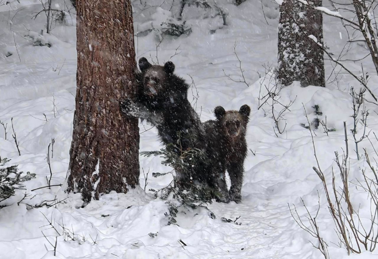 Leśnicy pokazali zdjęcie. Mnożą się pytania