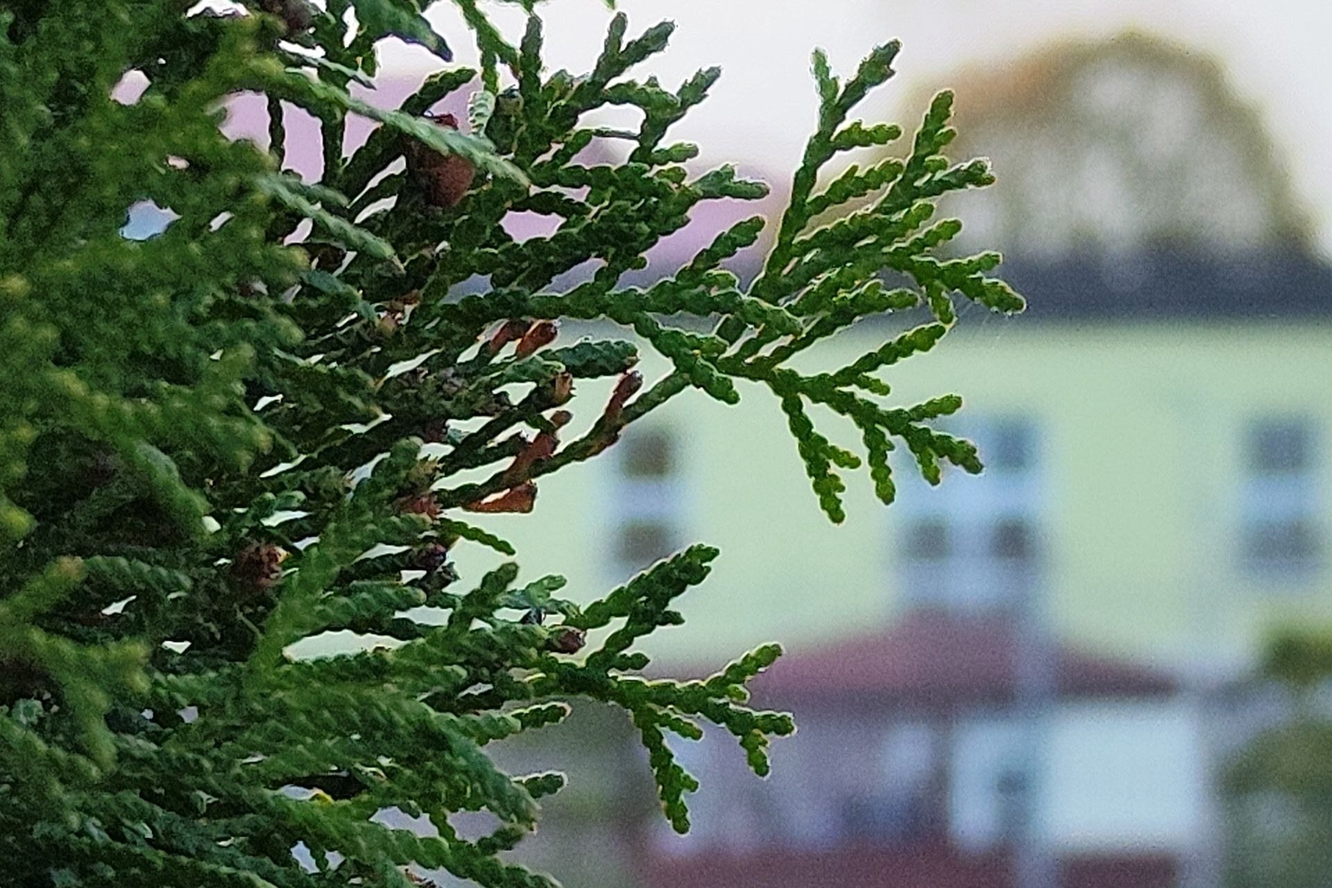 Wycinek ze zdjęcia 200 Mpix