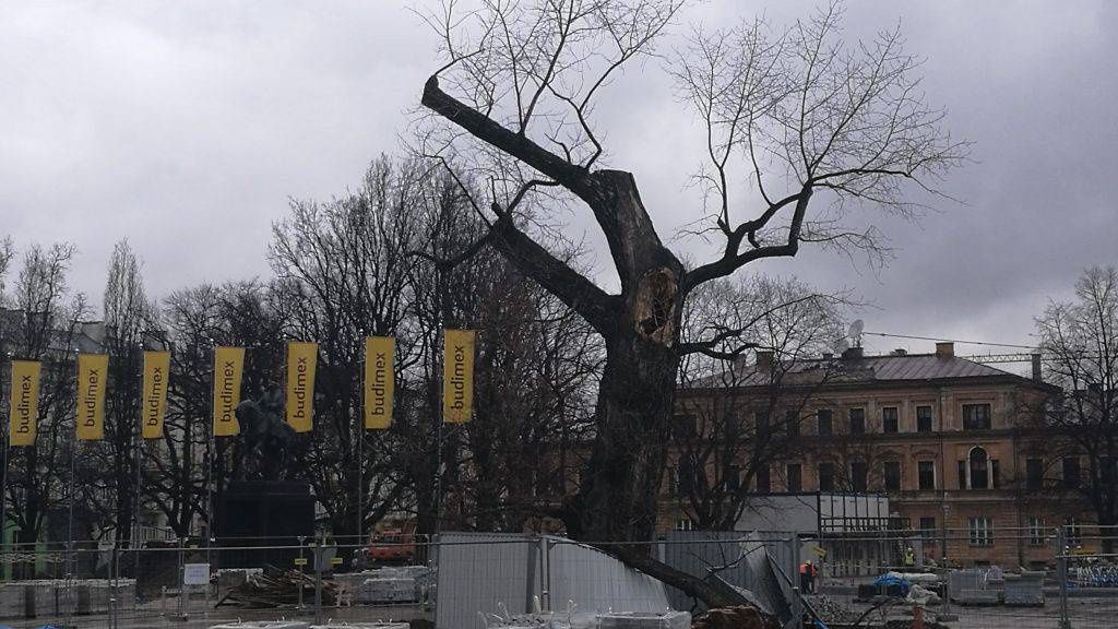 Baobab na placu Litewskim w Lublinie