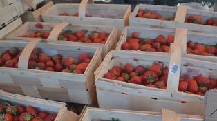 Polskie truskawki nie tylko na bazarach. Pierwsze smaki wiosny nie są tanie