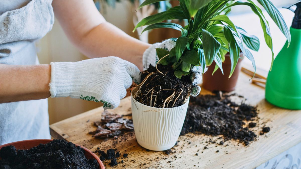 Kobieta przesadza roślinę