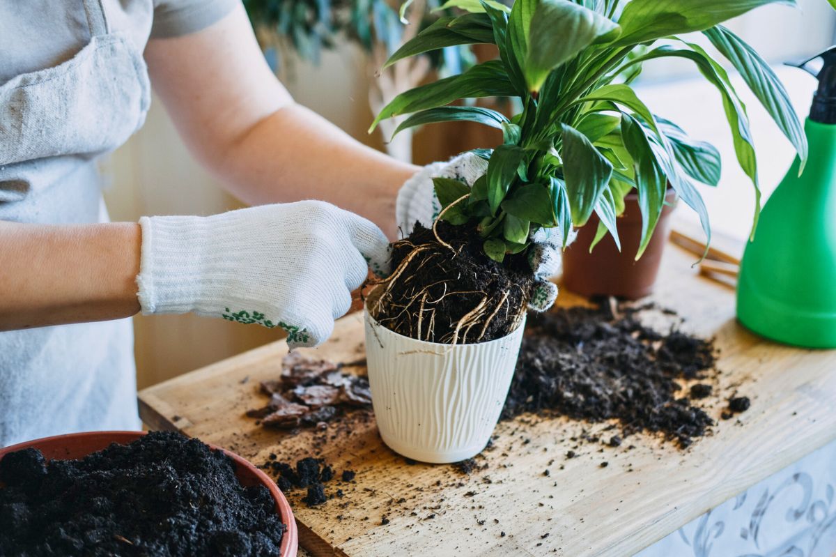 The woman is repotting the plant.