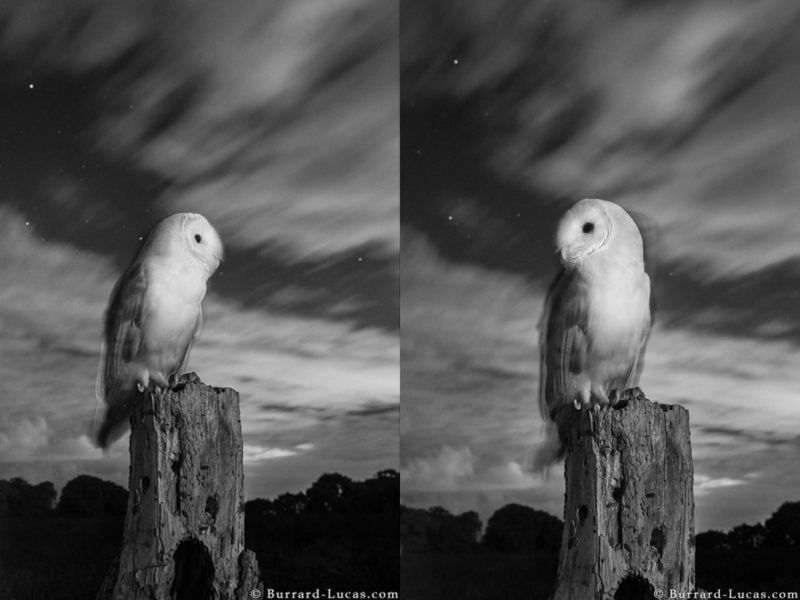 Will Burrard-Lucas sfotografował przepiękne sowy w podczerwieni 2