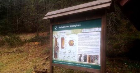 Sudety. Sprzyjają zapylaczom. Wędrówki tropem dzikich pszczół