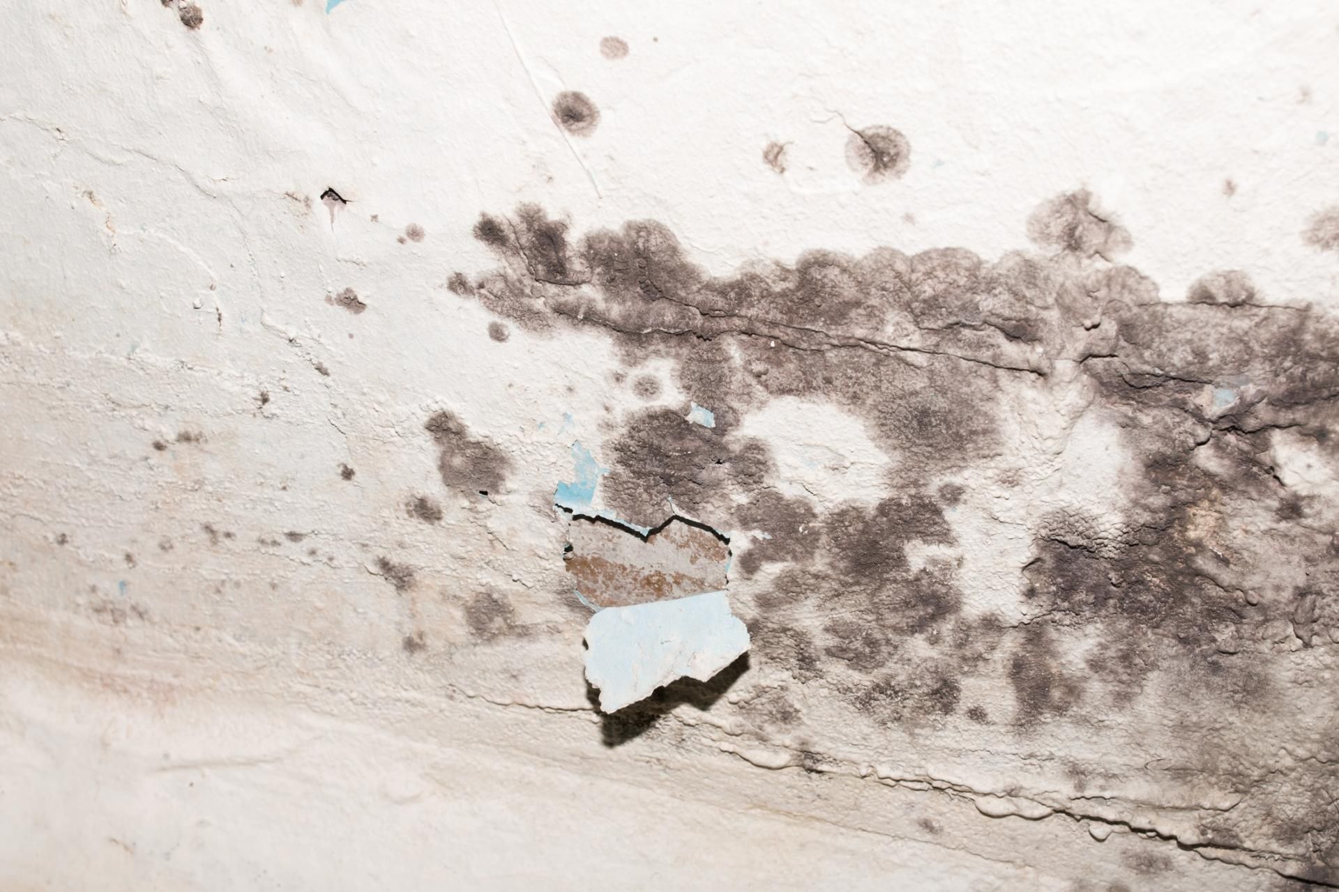 Pleśń w mieszkaniu może prowadzić niewydolność nerek i zaburzeń płodności