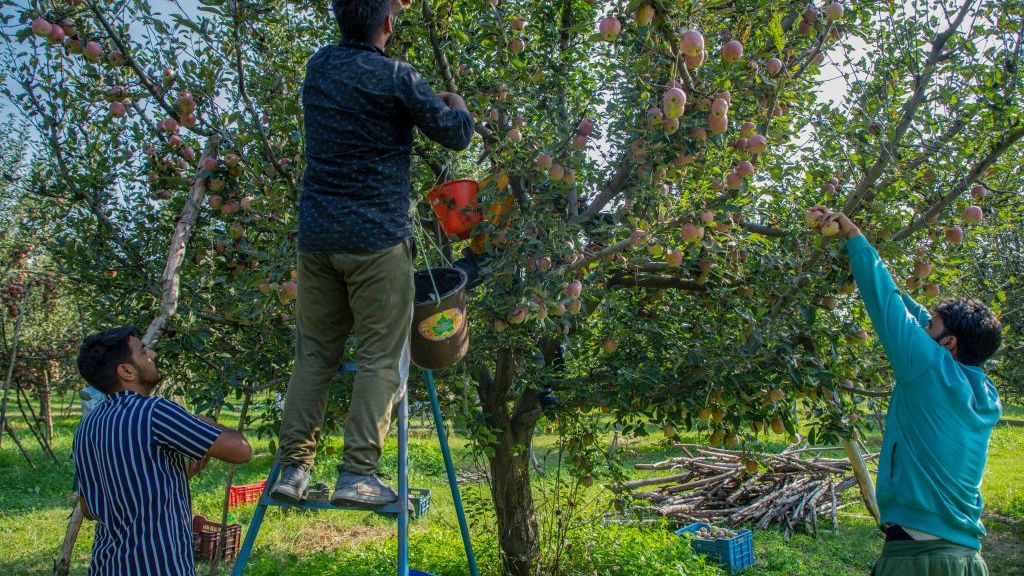 Plantatorzy obawiają się, że afera wizowa uderzy w branżę. Może brakować rąk do pracy, bo legalnie szukający pracy obcokrajowcy nie dostaną wiz