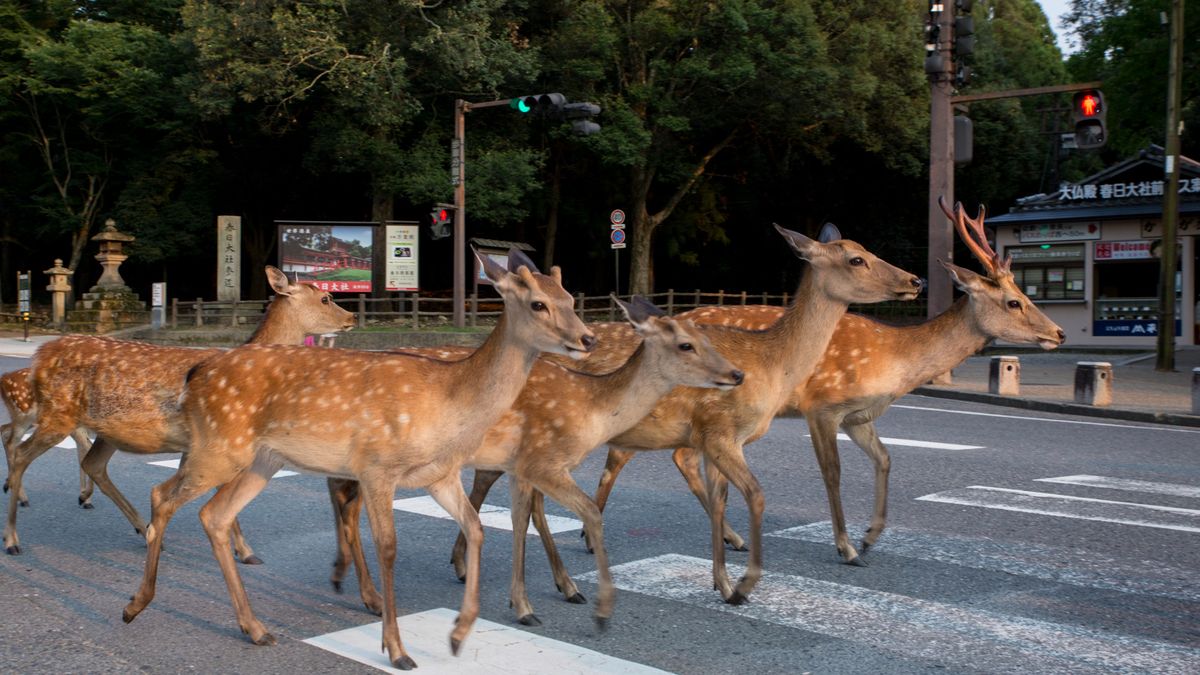 Jelenie opanowały miasto. W Japonii nazywa się je posłańcami bogów 1
