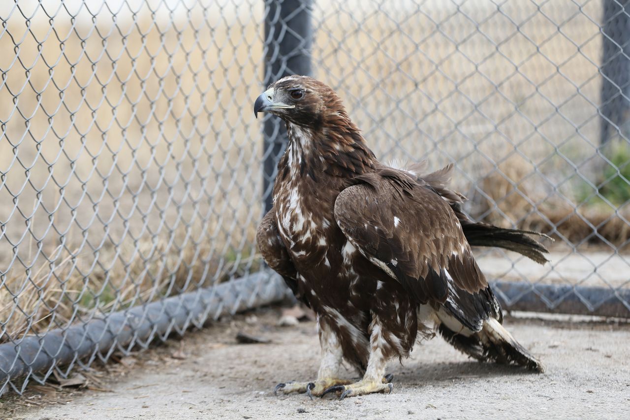 Eagle poaching leads to federal prison sentence for Montana man